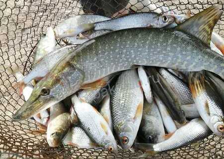 Оптимизация расстояния и маневры при рыбной добыче